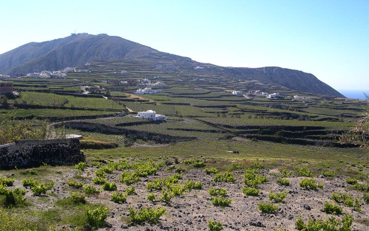 vignoble santorin