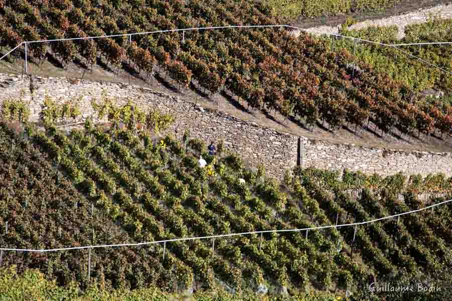 Vineyard in Valais