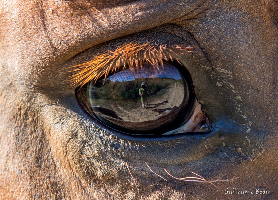 Dans les yeux du cheval