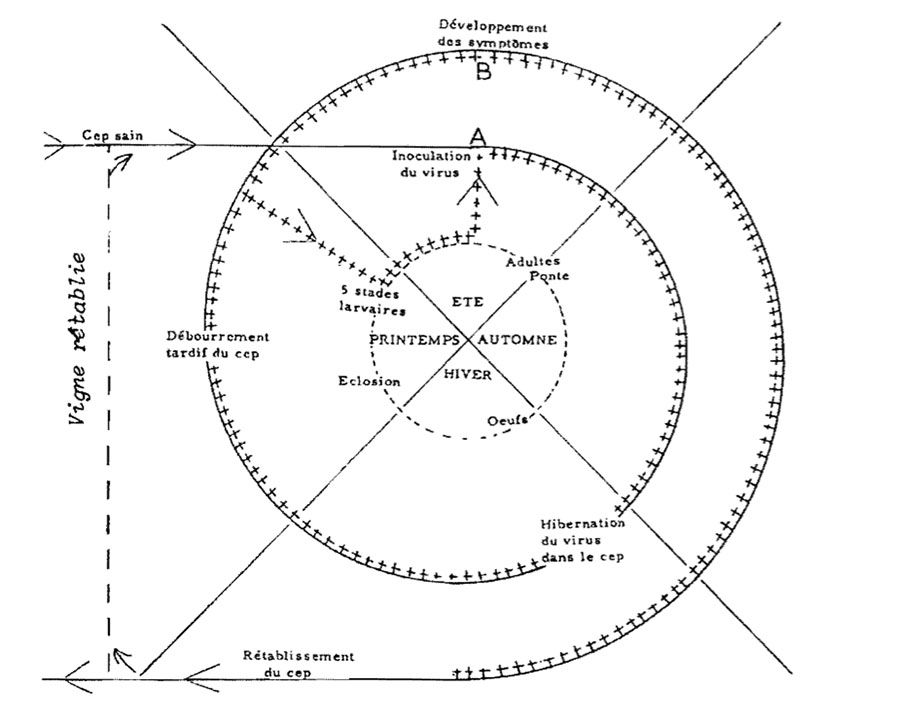 Cycle de la flavescence dorée