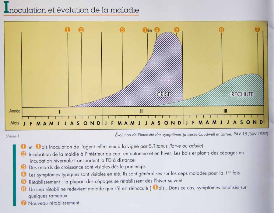 évolution de l'intensite des symptomes de la flavescence doree