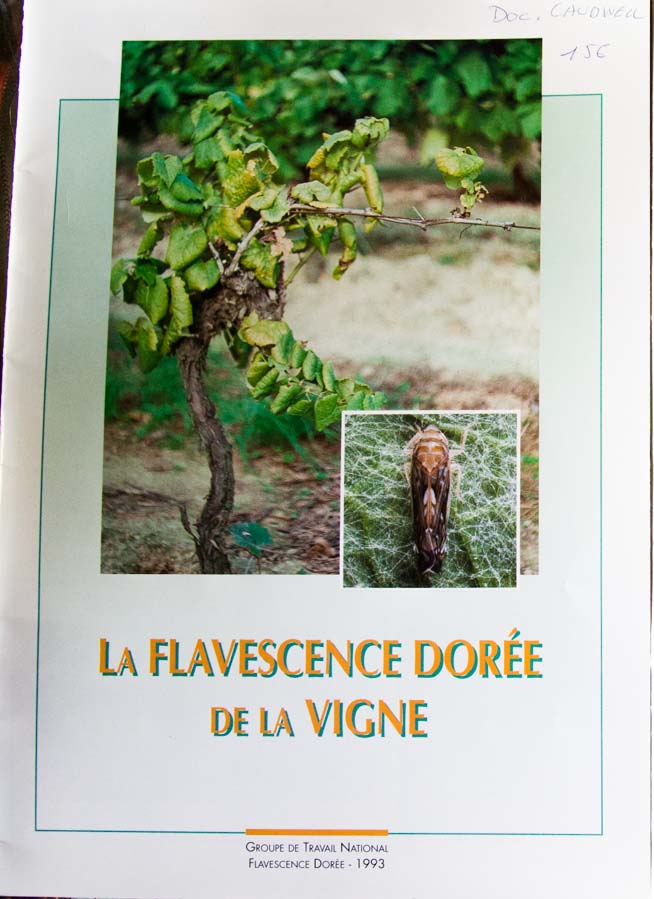 La Flavescence dorée de la vigne 93