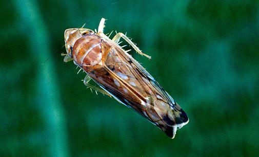 cicadelle de la flavescence doree