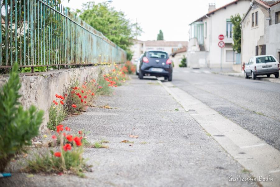 Zéro Phyto avec des coquelicots à Miramas