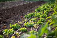 Mouans-Sartoux - La régie agricole et ses salades