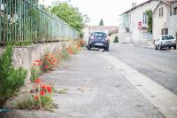 Zéro Phyto à Miramas - Réaparition des Coquelicots dans les rues