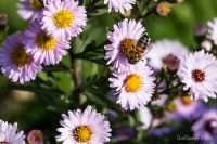 Zéro phyto à Versailles - Les abeilles, amies des hommes !